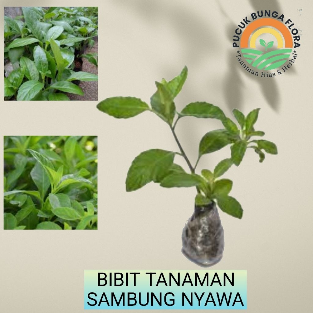 Tanaman sambung nyawa bibit sambung nyawa sambung nyowo tanaman herbal