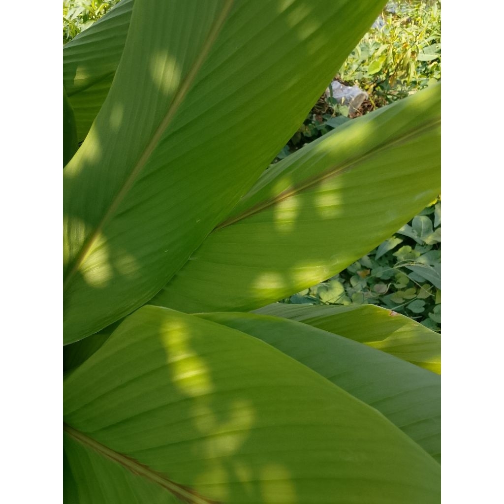 

Daun kunyit Fresh per ikat isi 10 lembar