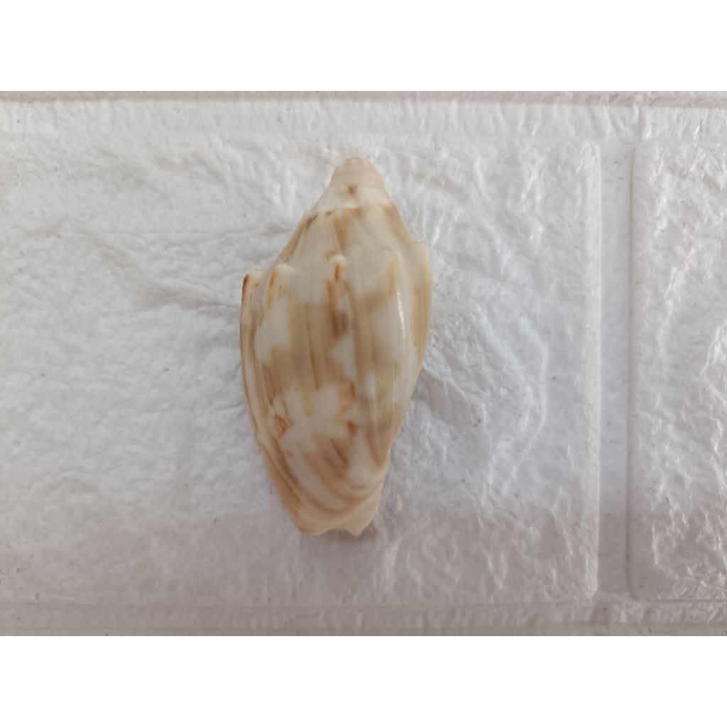 Cangkang Kerang Cymbiola Volute