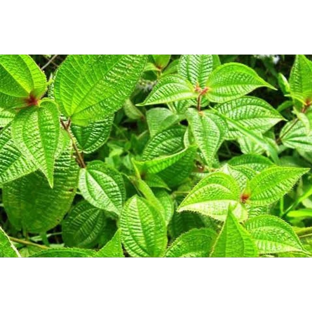 

DAUN HARENDONG SEGAR FRESH BARU PETIK