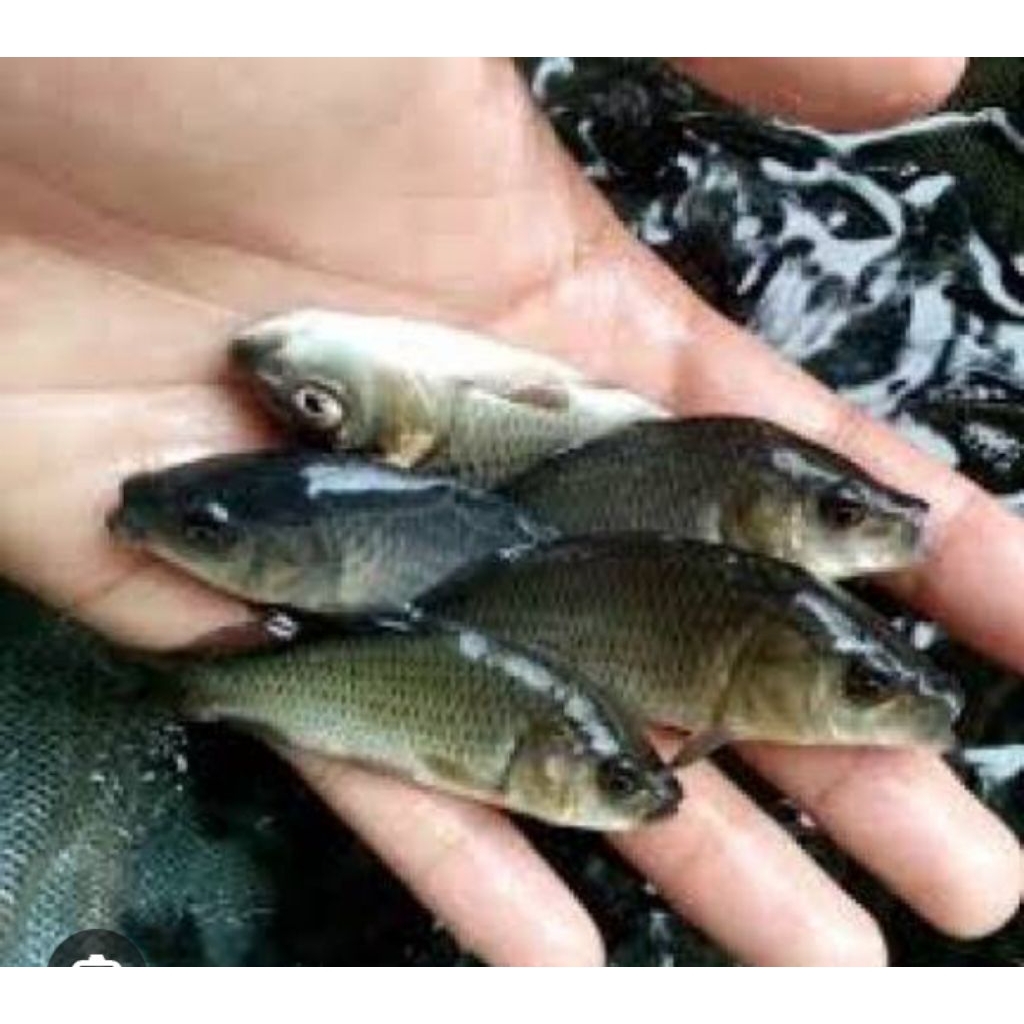 Bibit ikan mas konsumsi 5-6cm