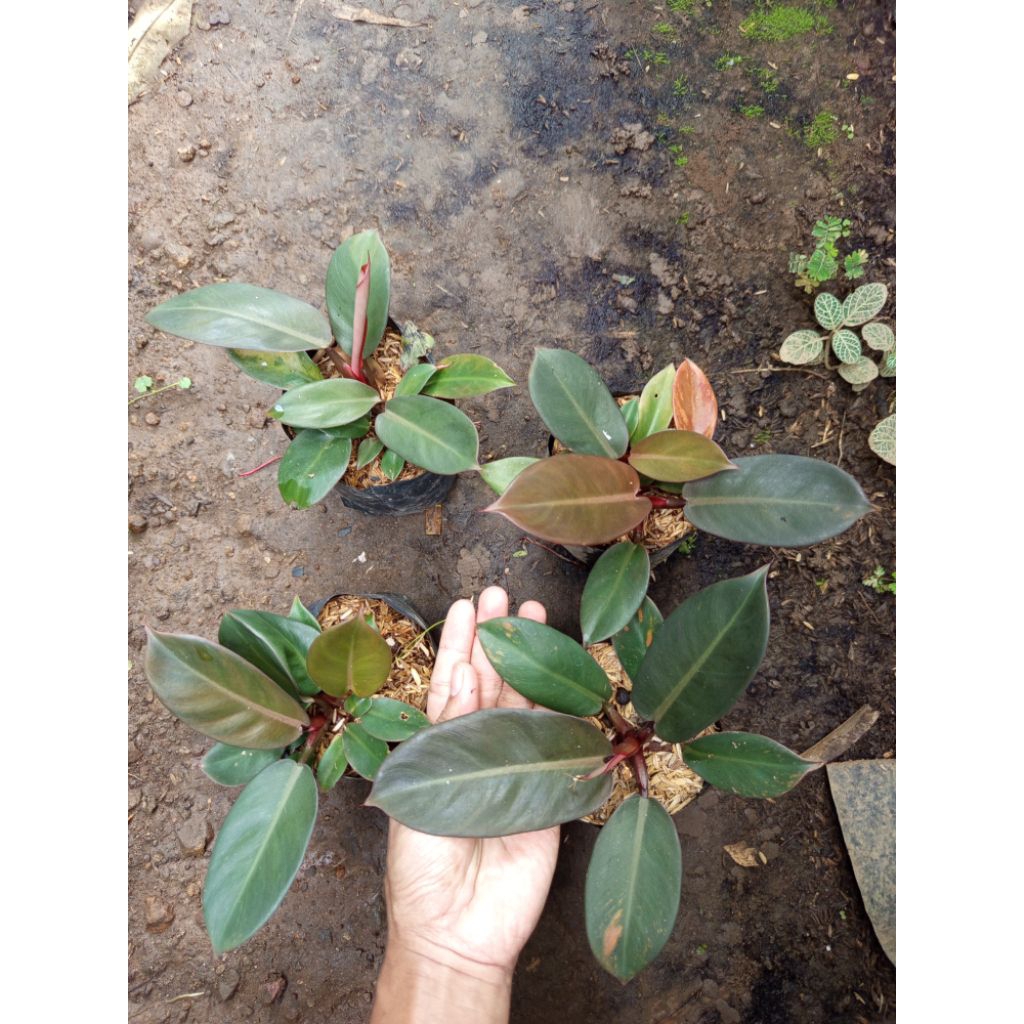 black cardinal Philodendron