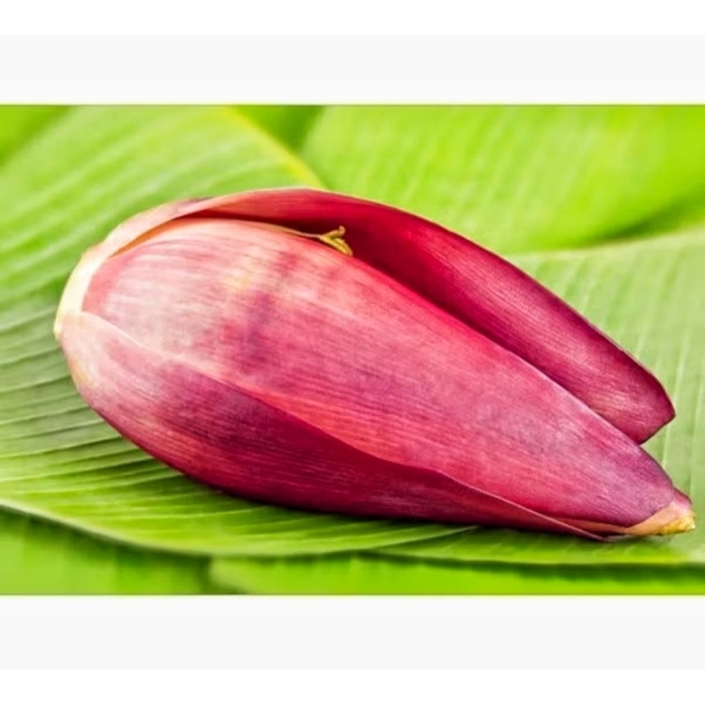 

Jantung Pisang Segar 1 kg