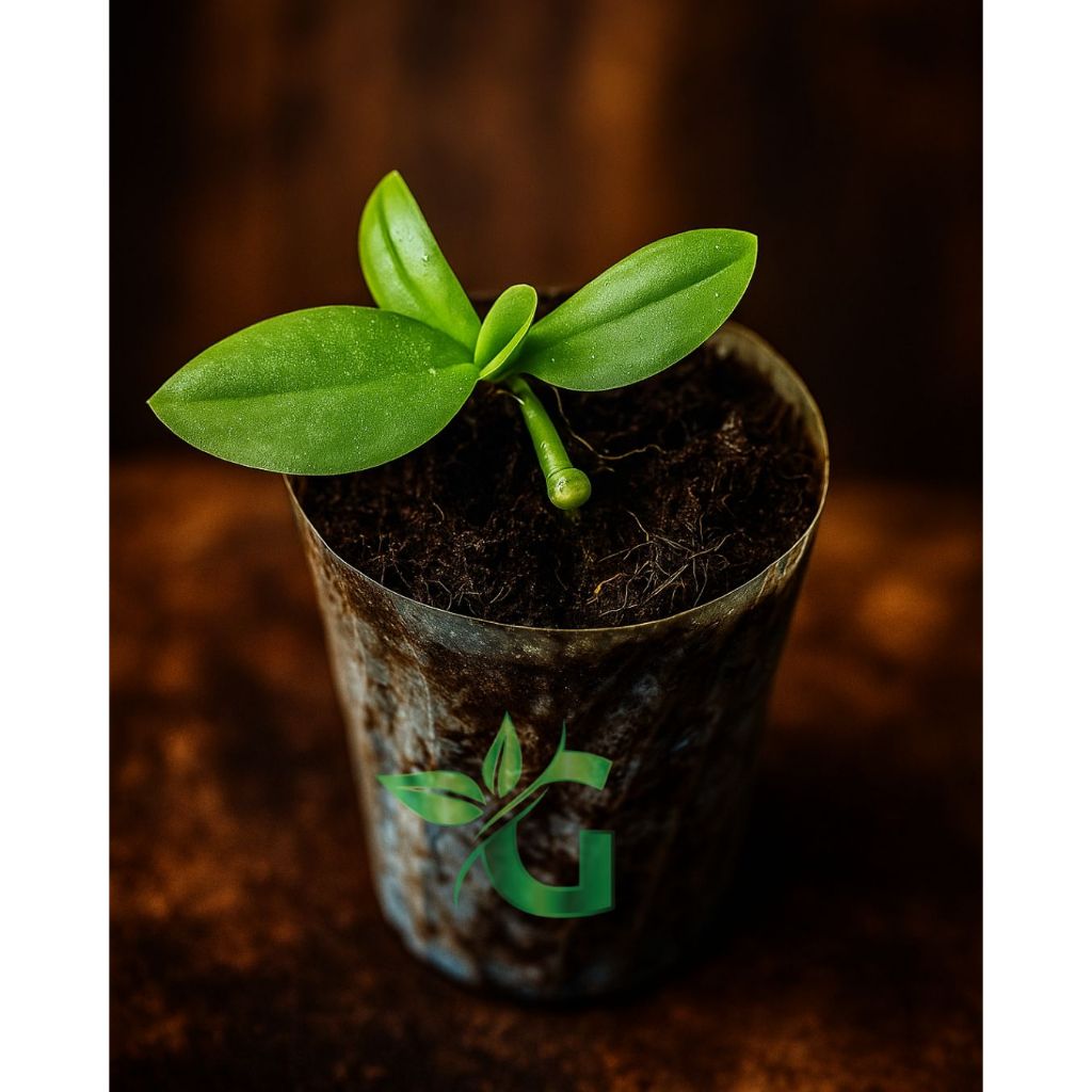 Paket 10 Tanaman hias Bunga Anggrek - Seedling Anggrek bulan