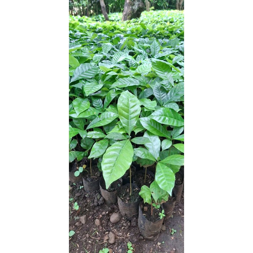 BiBiT KOPI ARABIKA GAYO ACEH UNGGUL CABUTAN SIAP TANAM  ISI /100 btg