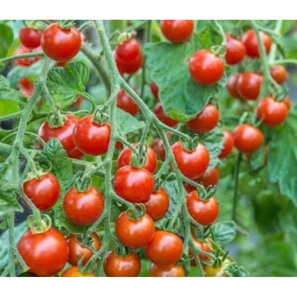 

Biji tomat cherry chung