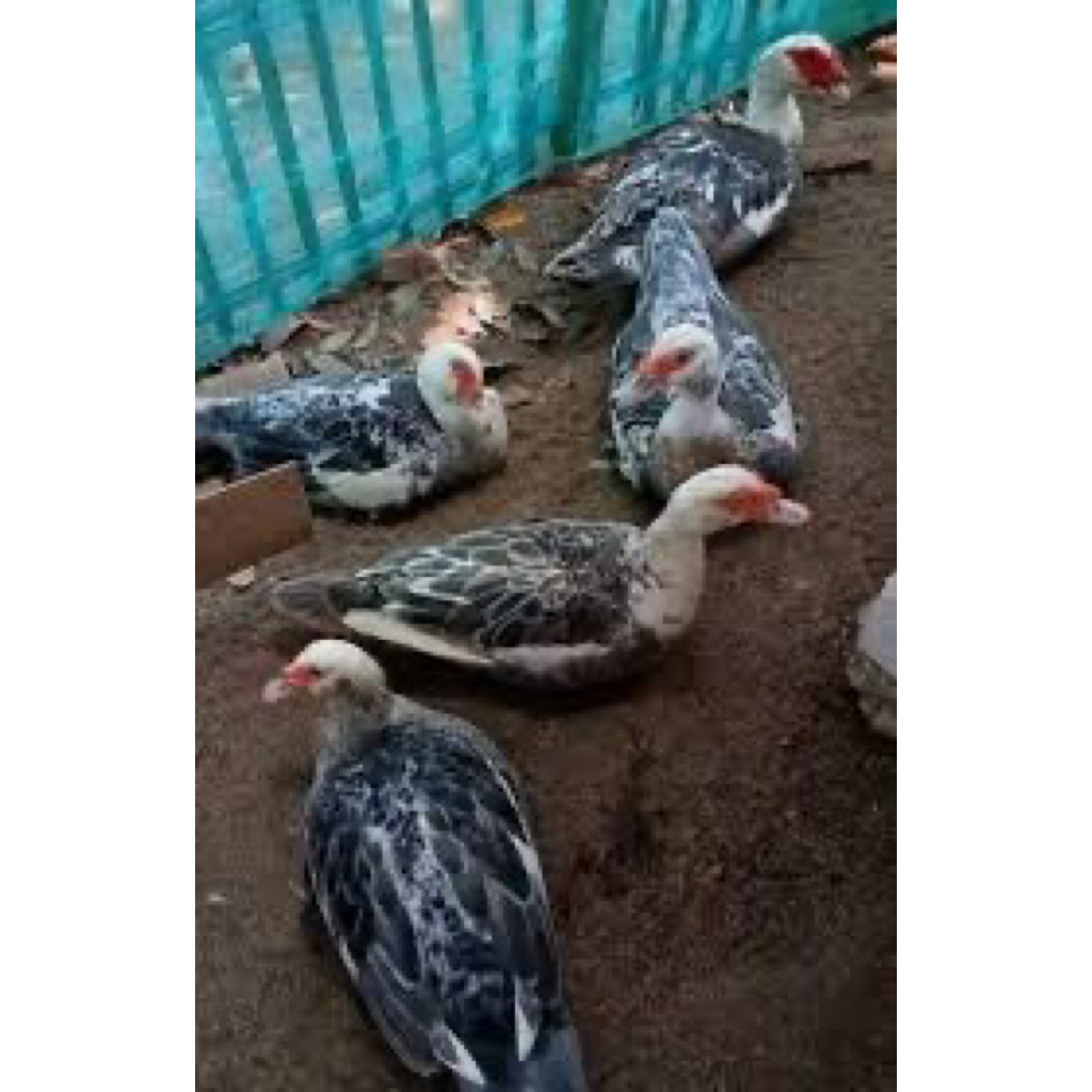 

TELUR FERTIL MENTOK HIAS WHITE HEAT MILENIAL UNTUK DITETASKAN