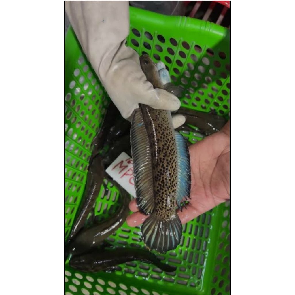 Cana stewarti jumbo 26-28cm