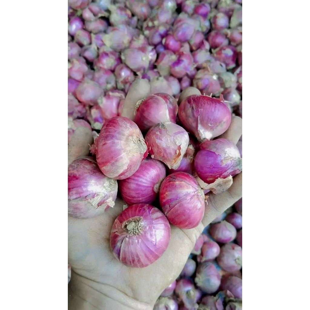 

bawang merah besar super kering