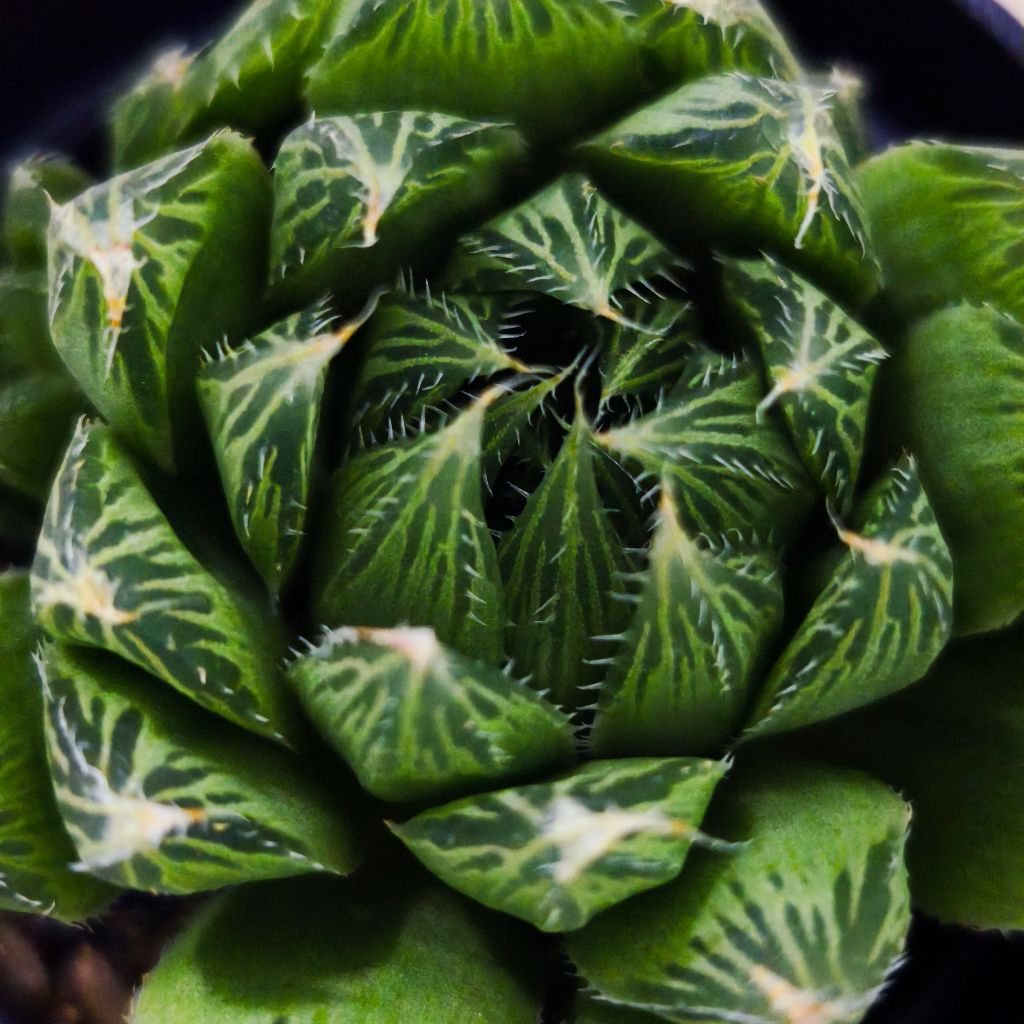 haworthia Cooperi ( Mucronata )