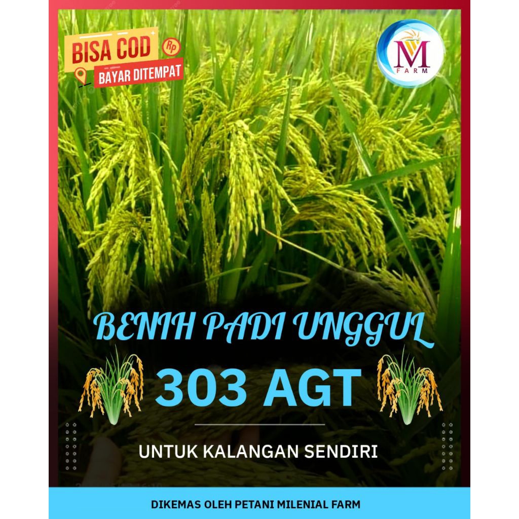 benih padi unggul AGT 303/ padi AGT 303/kemasan 1kg