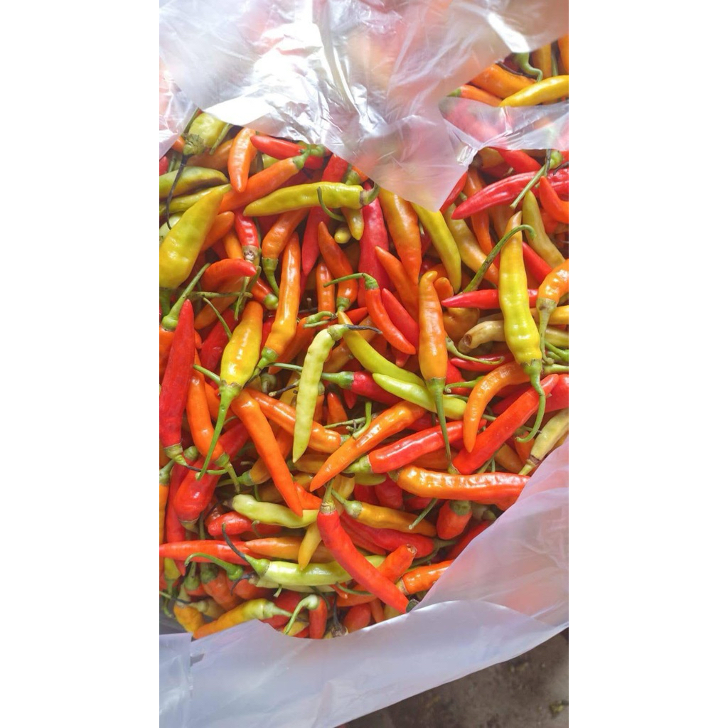 

cabe rawit 100gr