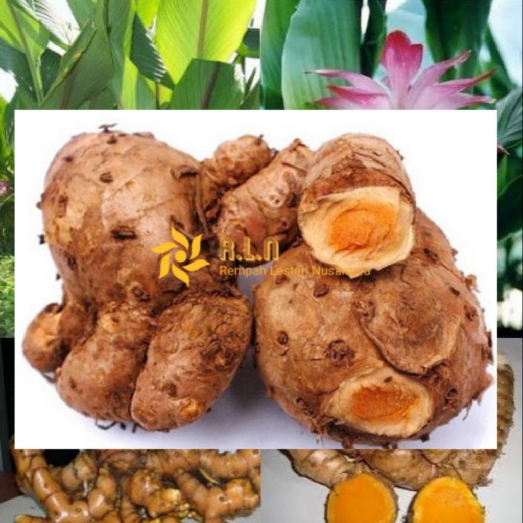 

Temulawak segar dan fresh 1 kg