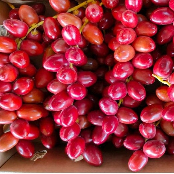 

Kurma Muda Merah Promil 1Kg Bonus zuriat + tespack kurma barhee promil termurah