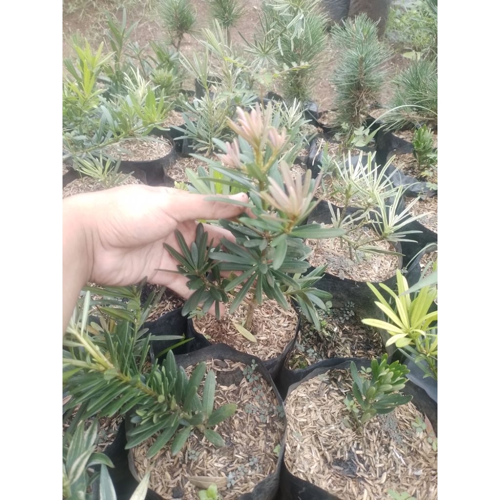 lohansung pucuk pink original 20 cm