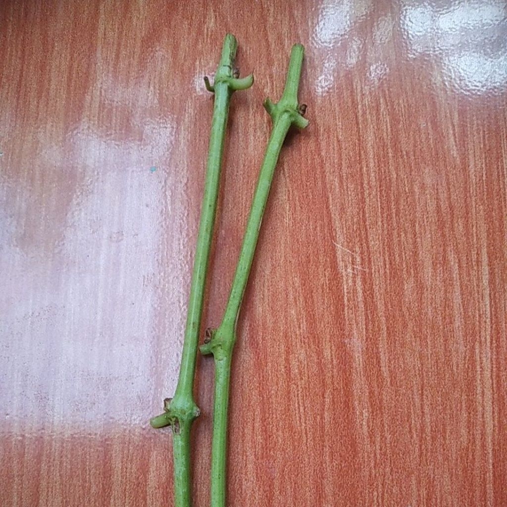 entres anggur import