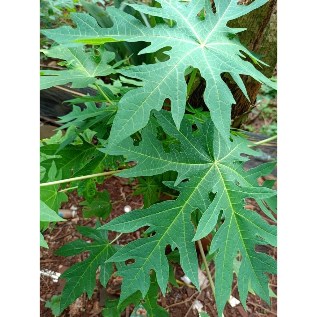 

Daun Pepaya Segar Langsung Petik Isi 1kg
