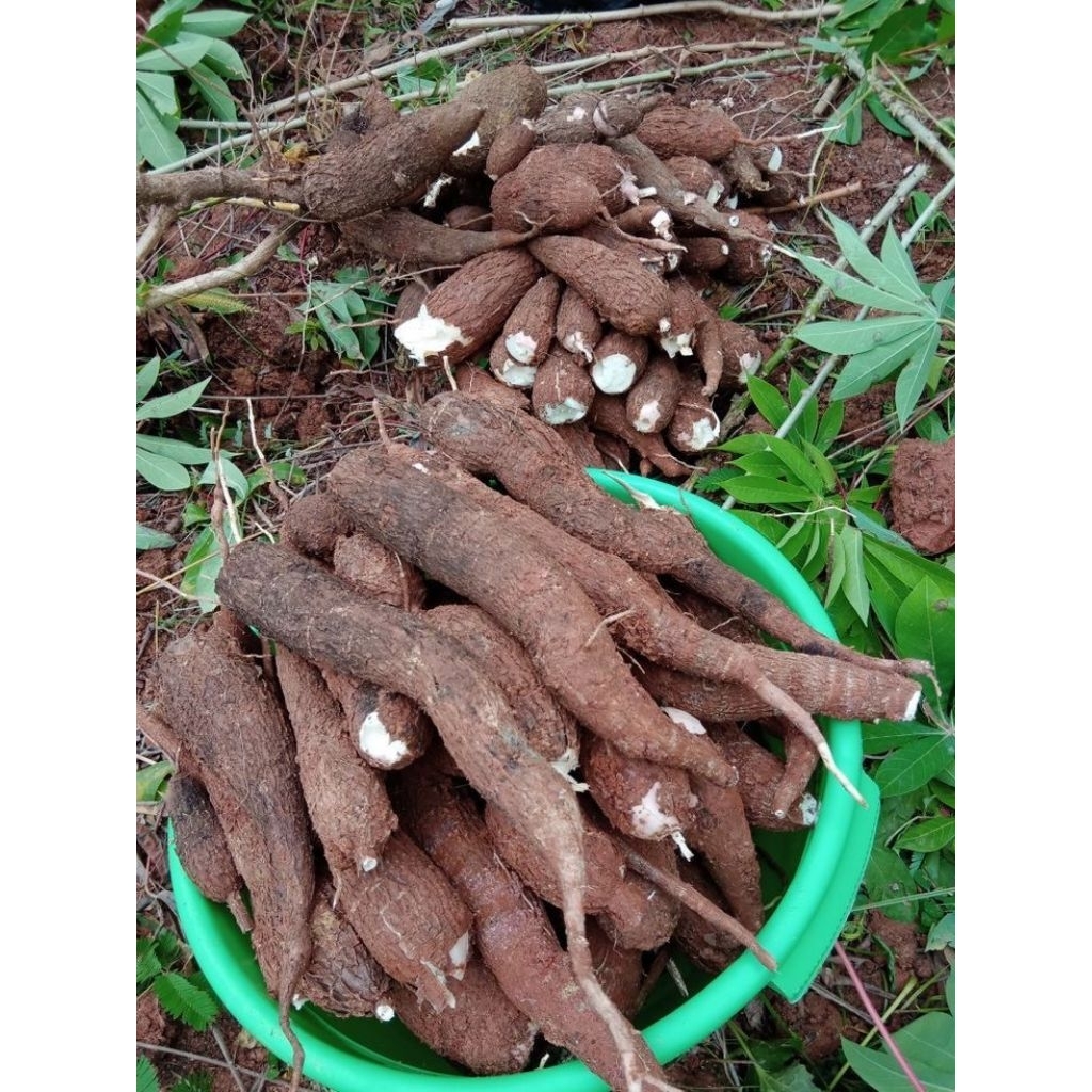 

Singkong Keju Mentega Segar Pulen Langsung Petik