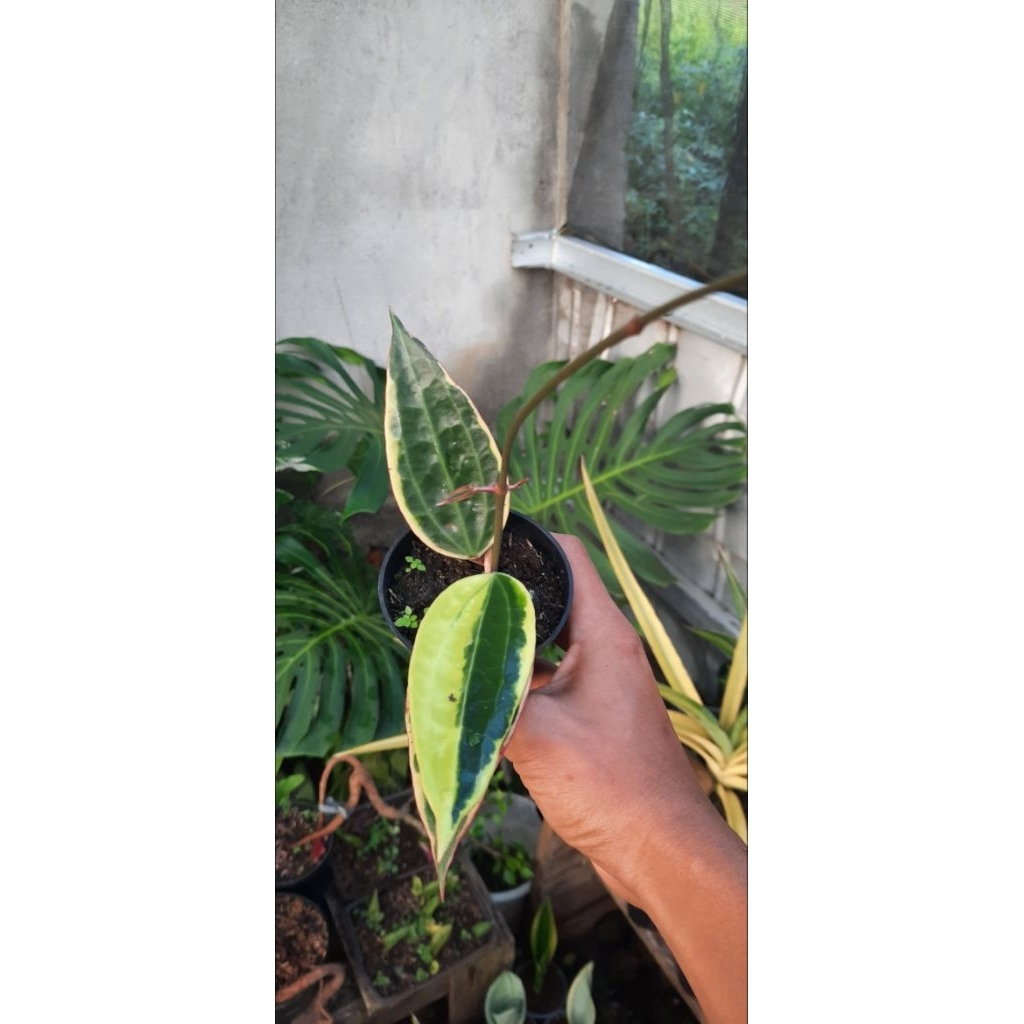 HOYA MACROPHYLLA VARIGATA. TANAMAN HIAS HOYA, TANAMAN HIAS INDOOR.
