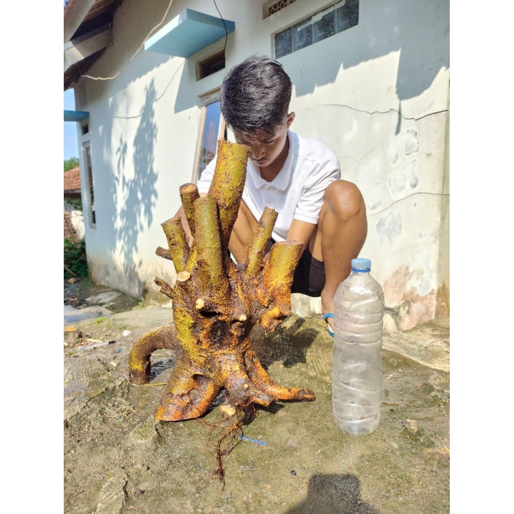 bahan bonsai loa bogel prokar murah