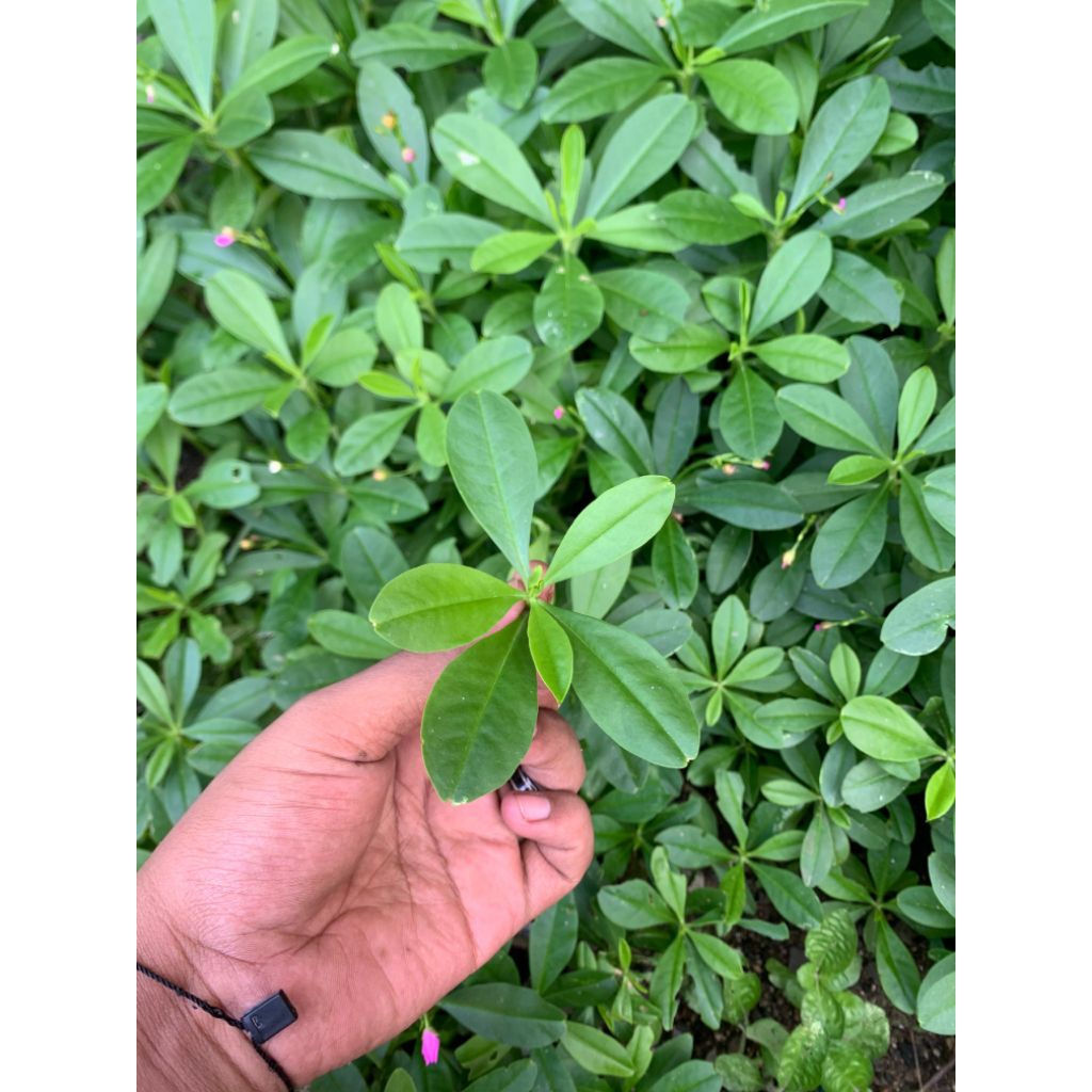 

Daun Ginseng segar di jual 100gram