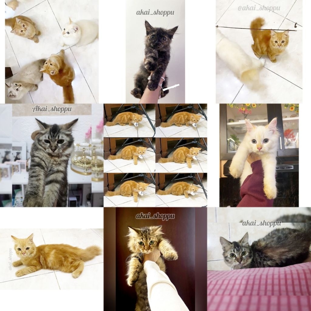 Jual Kucing Murah | Jual Anak Kucing | Kitten Anggora Persia Himalaya Murah | Kucing Murah | Kitten 