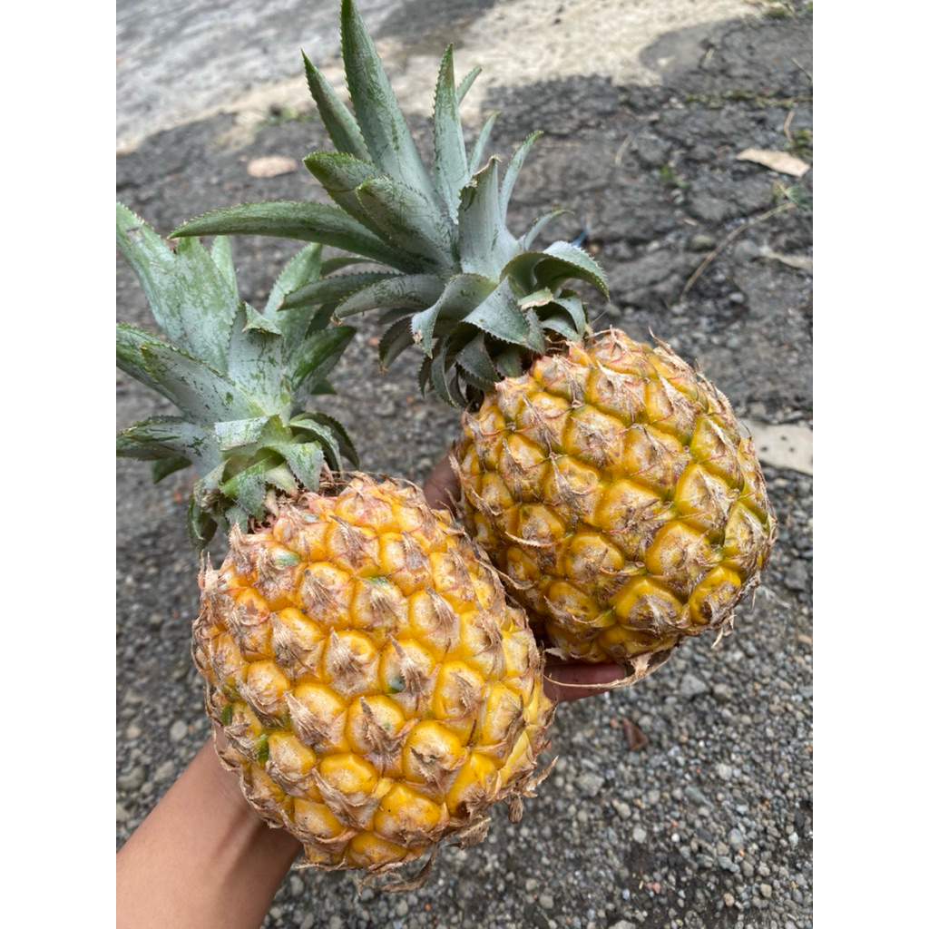 

nanas madu asli kelud maniss