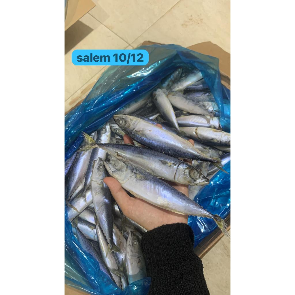 

ikan salem fresh
