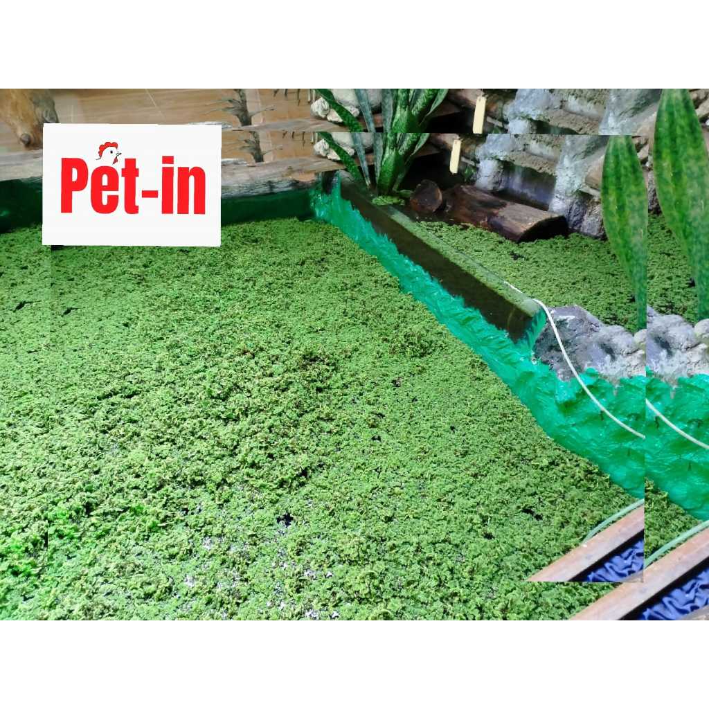 Bibit Azolla Super Azola Pakan Ternak Unggas Ikan Ayam Bebek berat 1 Kg kota  bandar lampung