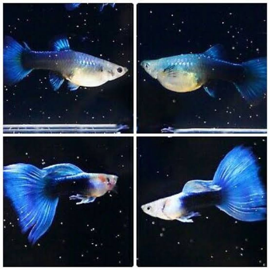 

PackingStyrofoam hb blue taiwan