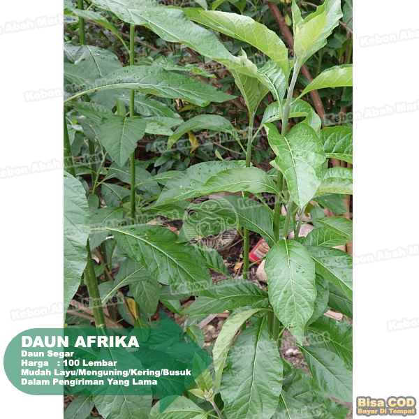 

Daun Afrika 100 Lembar