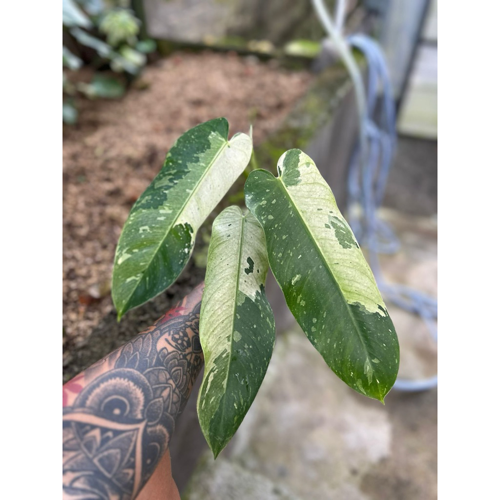 philodendron josebuono