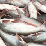 

Ikan Patin Fresh Medan Daily Market