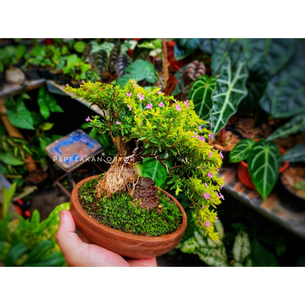 Bonsai Mini Taiwan Beauty Micro Bonsai Rare || Bonsai Cascade Semi disertakan pot bonsai Dan Pot Pla