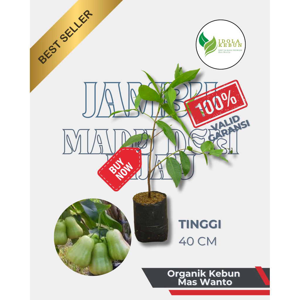 BIBIT JAMBU VARIETAS MADU DELI HIJAU HASIL OKULASI-BIBIT JAMBU MADU DELI-BIBIT BUAH MADU DELI HIJAU