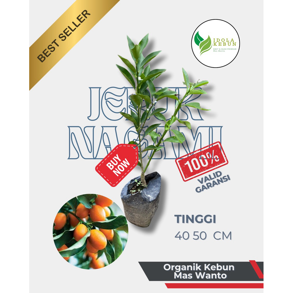 BIBIT JERUK VARIETAS NAGAMI MADU-BIBIT JERUK NAGAMI-BIBIT BUAH JERUK NAGAMI-BIBIT JERUK-BUAH JERUK