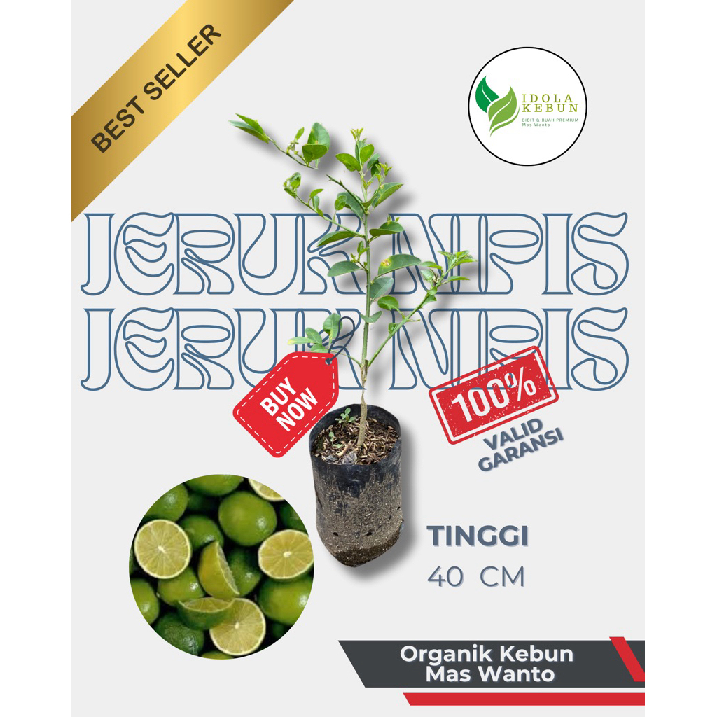 BIBIT JERUK VARIETAS NIPIS BIBIT HASIL OKULASI-BIBIT JERUK NIPIS-BIBIT BUAH JERUK NIPIS-BUAH JERUK