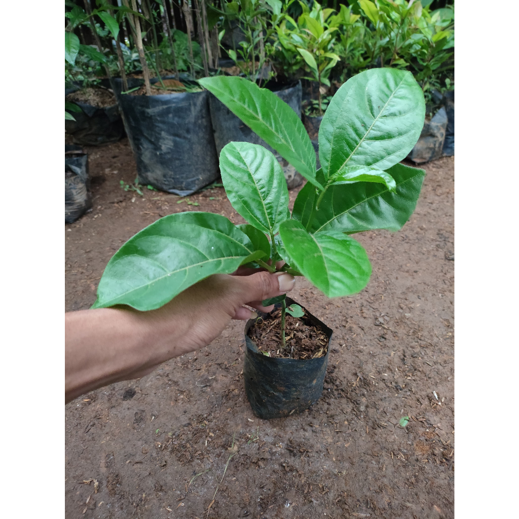 Bibit tanaman buah markisa ungu - buah markisa asem