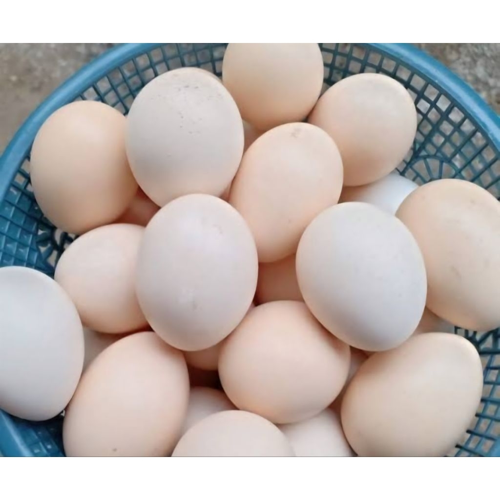 

Telur Ayam Kampung Berprotein Tinggi Omega-3