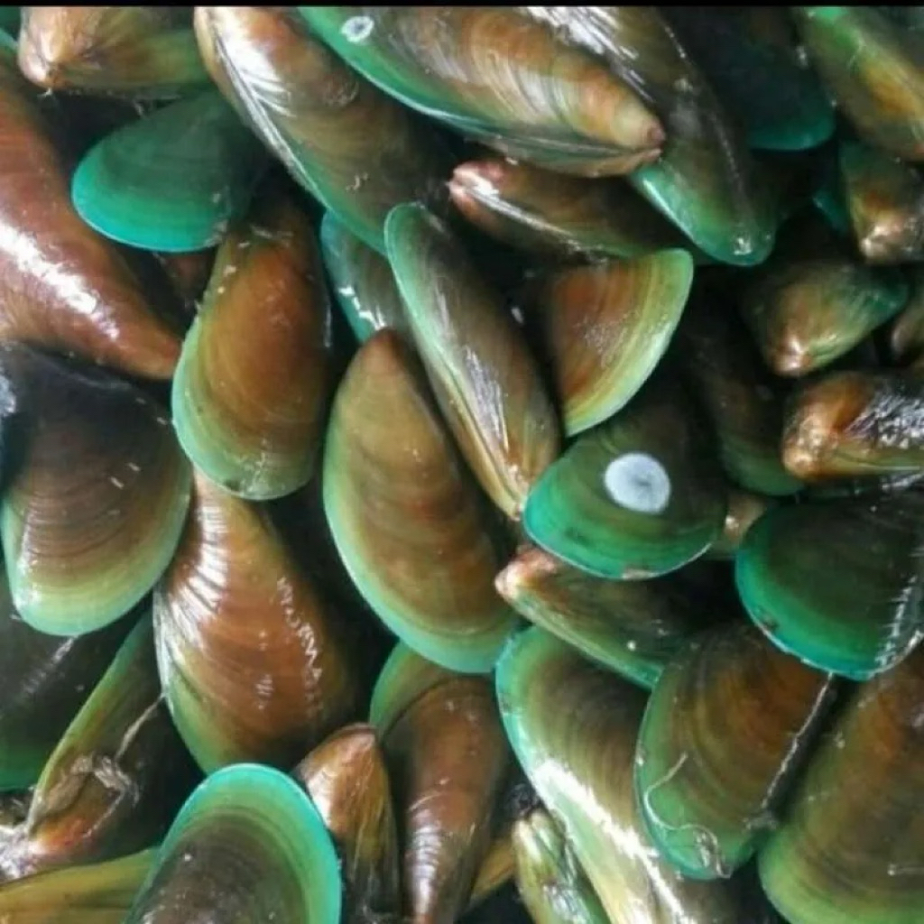 

kerang ijo segar