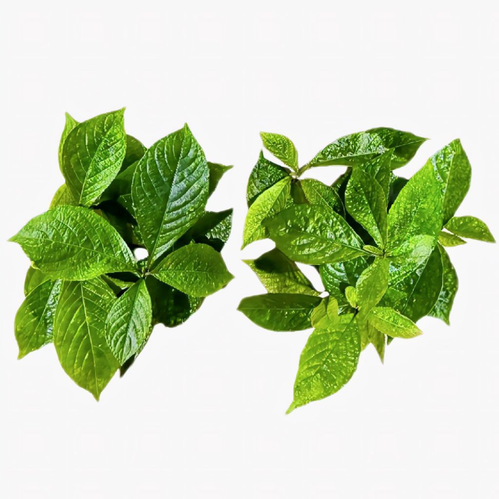 

Jual Daun Keji Beling Ki Beling Segar 500 Gram