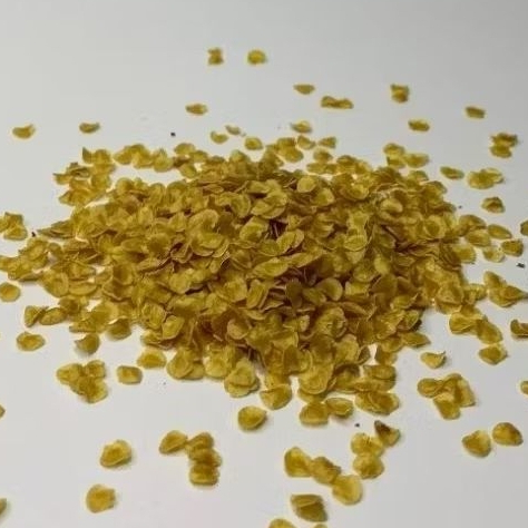 Terong Bibit terong Benih terong hutan Terong pari 250 butir