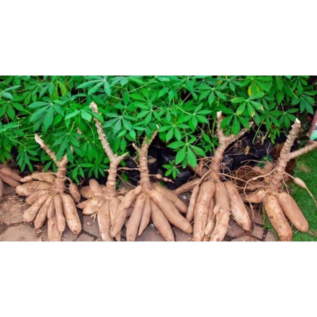 BIBIT SINGKONG GAJAH