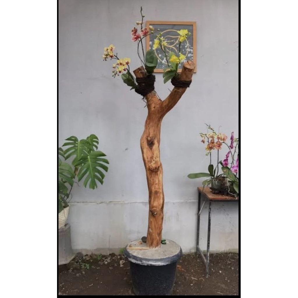 bonggol kayu kopi/media tempel anggrek (T-150cm sudah pake pot coran kualitas bagus redyy