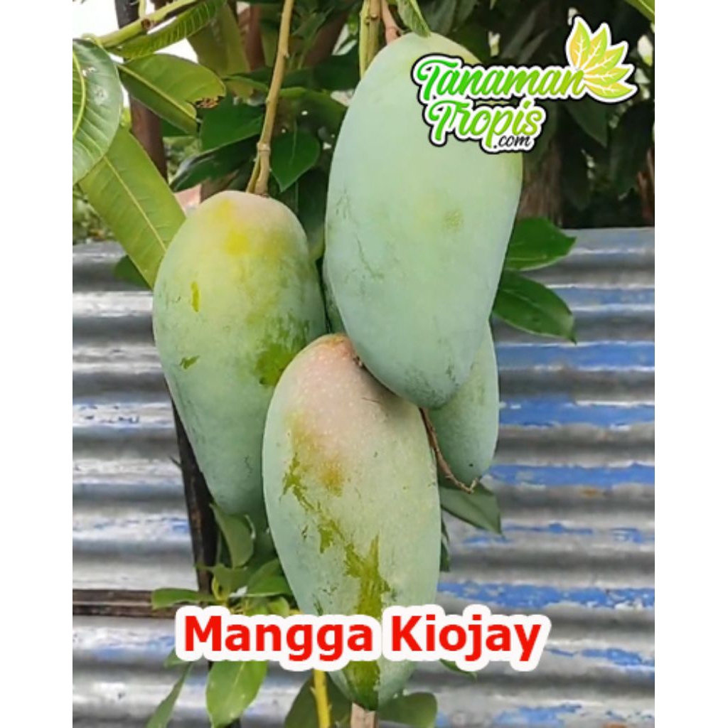 

MANGGA KIOJAY 700grm isi 2 biji manis manis segerr