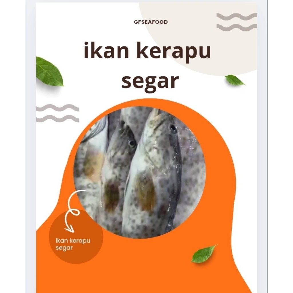 

Krapu Ikan Segar / Ikan Krapu Bersih (BUKAN FROZEN)