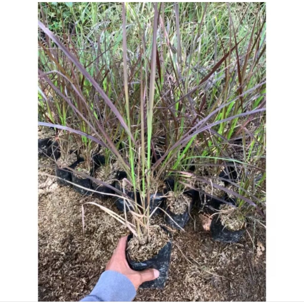 TANAMAN HIAS ILALANG MERAH/ALANG"MERAH