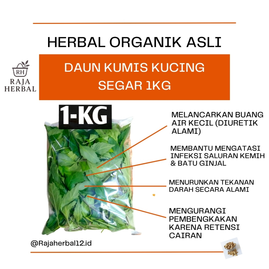 

Daun Kumis Kucing Segar 1,KG Tanaman kumis kucing