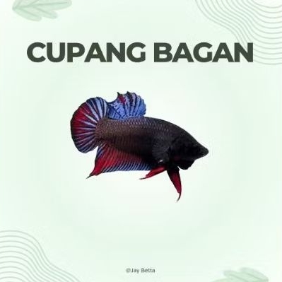 Cupang Bagan