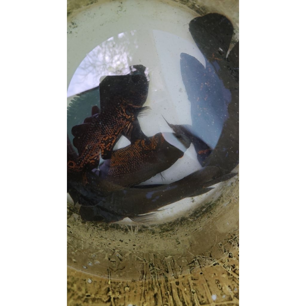 Ikan Oscar Golden Black